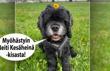 t-ss-on-viikon-hauska-kuva-katso-oliko-se-sinun