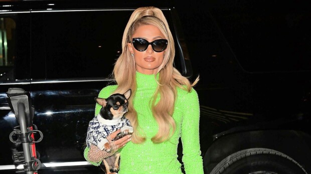 Kohublondi Paris Hilton mokailee jälleen - eläinsuojelujärjestö tyrmää toimet