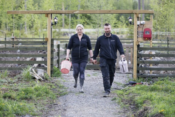 Niko Rajalan ja Tiia Kaivolan kotitilalla elelee vapaana monenlaisia eläimiä. – Riitoja ei meillä ole, mitä nyt aasit ovat joskus itsepäisiä, Niko kertoilee.