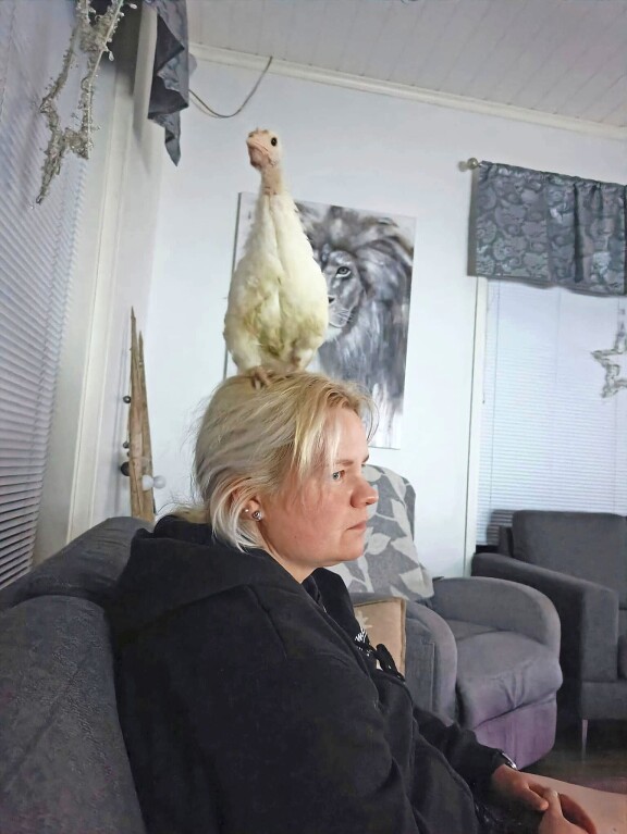 Kalkkunoilla on hautomakone olohuoneessa. Eläimet saavat muutenkin elellä Tiian ja Nikon tilalla vapaina.