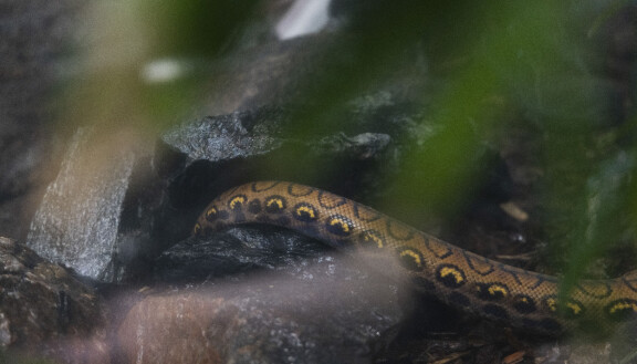 Pedro (kuvassa) ja sen lajitoverit kaivautuvat mielellään maa-aineksen sekaan, jonka takia etsintöjä on laajennettu myös Amazonia-talon yleisötiloissa sijaitseviin istutuksiin.
