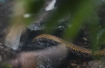 Muistatko Korkeasaaressa kesällä kadonneen Pedro-käärmeen? Hoitajat tekivät eläimestä jälkihavainnon!