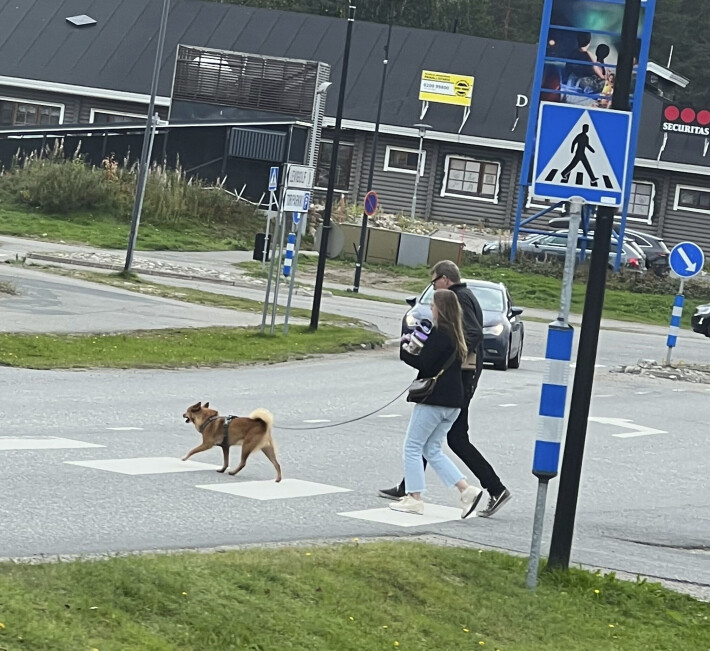 Matti Vanhasen ja Heidi-rakkaan pystykorva aiheutti kysymyksiä Levillä
