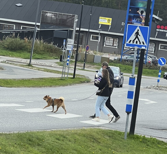 Matti Vanhasen ja Heidi-rakkaan pystykorva aiheutti kysymyksiä Levillä