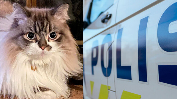Lutu-kissan tappo syyttäjälle – poliisitutkinnassa useita eri rikoksia