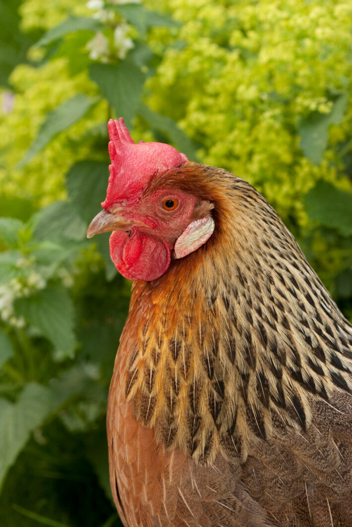 Kana Kanatuinen säästi henkensä ja juoksi pakoon mökin alle. (Kuvituskuva, kuvan kana ei liity tapaukseen).