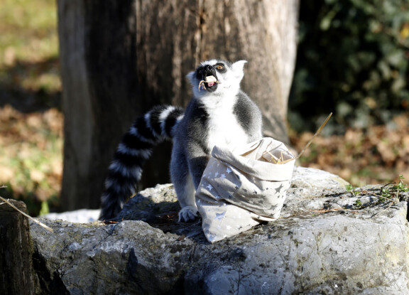 Madagaskarilta kotoisin oleva lemuri innostui ahmimaan lahjansa sisällön.