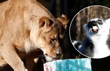 Aww! Eläintarha muisti asukkaitaan joululahjoilla - söpöt kuvat
