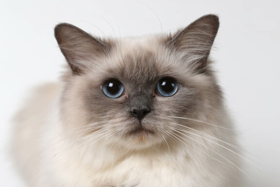 Ragdoll on näyttävä kissarotu, joka hurmaa sinisillä silmillään.
