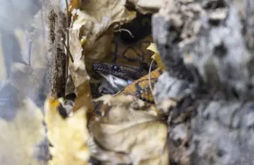 Ilouutinen Korkeasaaresta: Puoli vuotta kadoksissa ollut Pedro-boa löytyi elossa