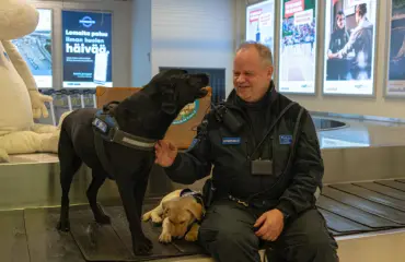 Tulli-Mikan kasvatit niittävät mainetta – Dani ja Pepi huumekoirien tilastoykkösinä