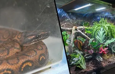 Pedro-boa muutti uuteen kotiin! Täällä karkulaista pääsee taas näkemään