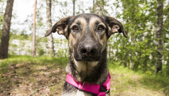Doran rotua ei tiedetä. Koti Koiralle