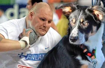 Tällainen on Mika Halvarin hylkäämä tullikoira Blink