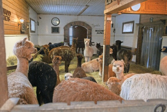Rockwood Alpacas -tilalla asustelee yhteensä 50 alpakkaa ja kaksi villalaamaa. Niiden kanssa tehdään muun muassa eläinavusteista työtä vanhusten parissa.