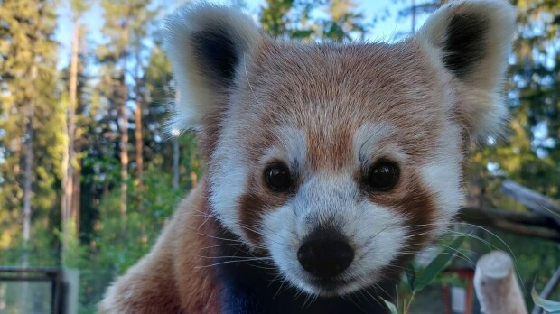 Ähtärin pikkupanda otti yhteen kyyn kanssa - näin kävi