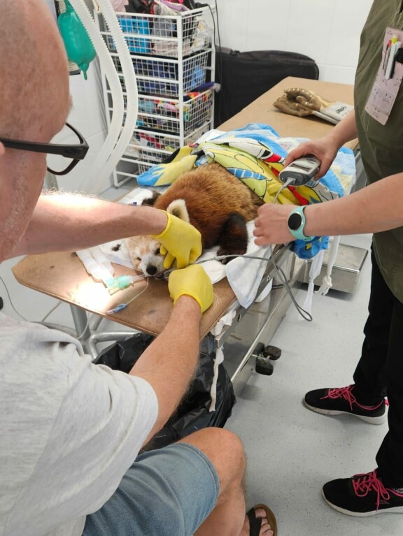 Phoenix nukutettiin klinikalla hoitoa varten.