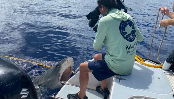 Marvel-tähti tutkii hairannikon salaisuuksia – Sharkfest tulee taas