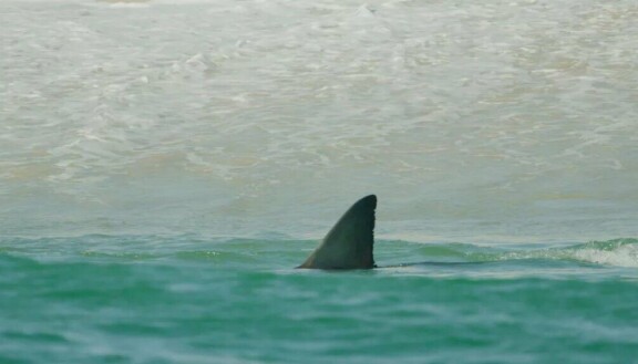 Marvel-tähti tutkii hairannikon salaisuuksia – Sharkfest tulee taas