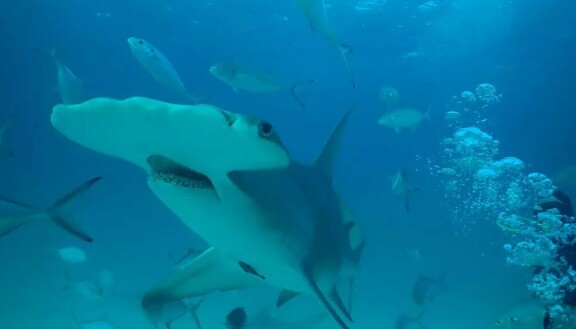 Marvel-tähti tutkii hairannikon salaisuuksia – Sharkfest tulee taas