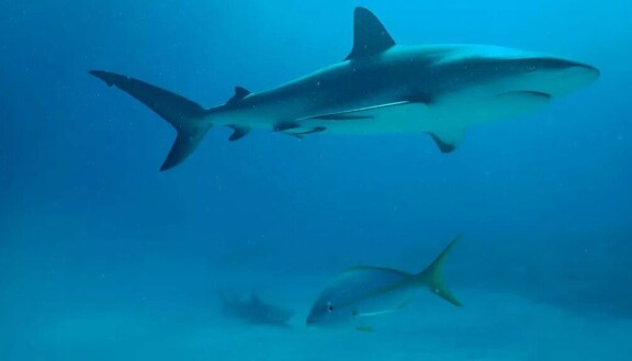 Marvel-tähti tutkii hairannikon salaisuuksia – Sharkfest tulee taas