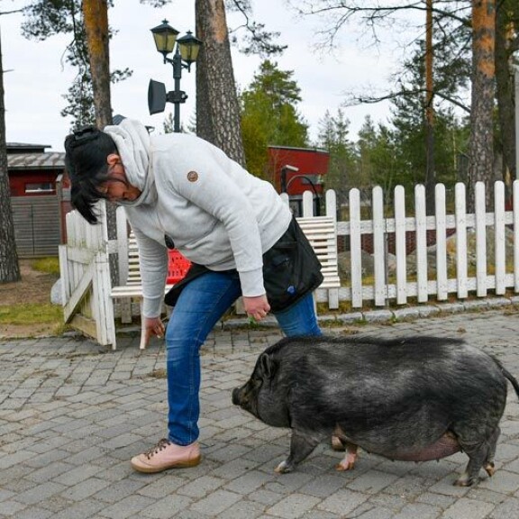 Maisa ei ole porsinut, sillä eläintenhoitaja Teijan mielestä Suomessa on jo minipossuja tarpeeksi. Maisa ei ole porsinut, sillä eläintenhoitaja Teijan mielestä Suomessa on jo minipossuja tarpeeksi.