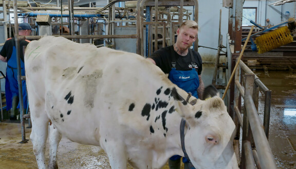 Lomittaja Aki silittää lehmää navetassa Lomittajat