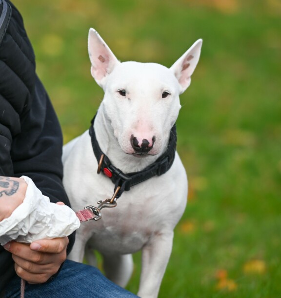 Bullterrierit ovat itsepäisiä otuksia.