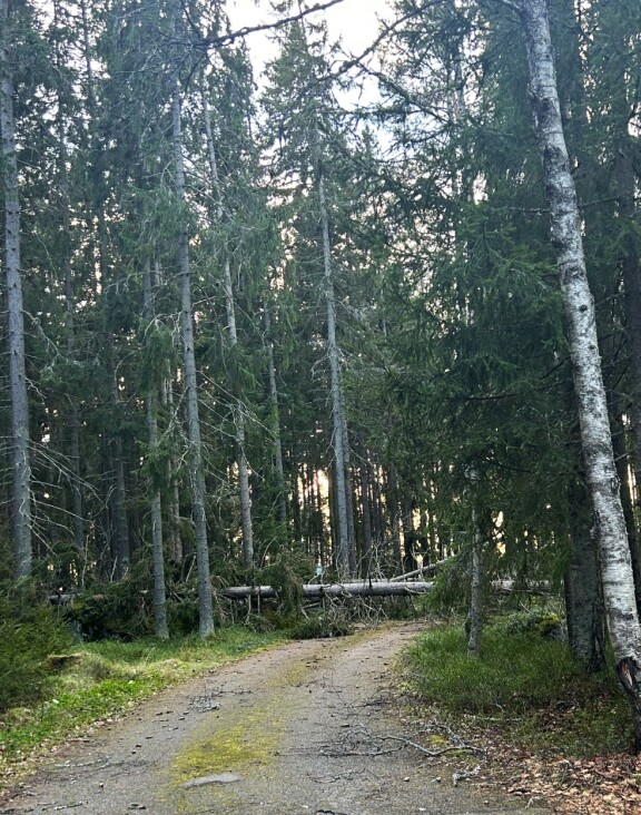 Iso kuusi oli mäjähtänyt Raumalla yleiselle mökkitielle. Siitä pääsee myös Dannyn mökille.
