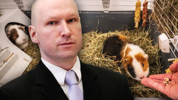 Näin massamurhaaja Anders Breivik elää vankilassa – lemmikkinä marsuja!