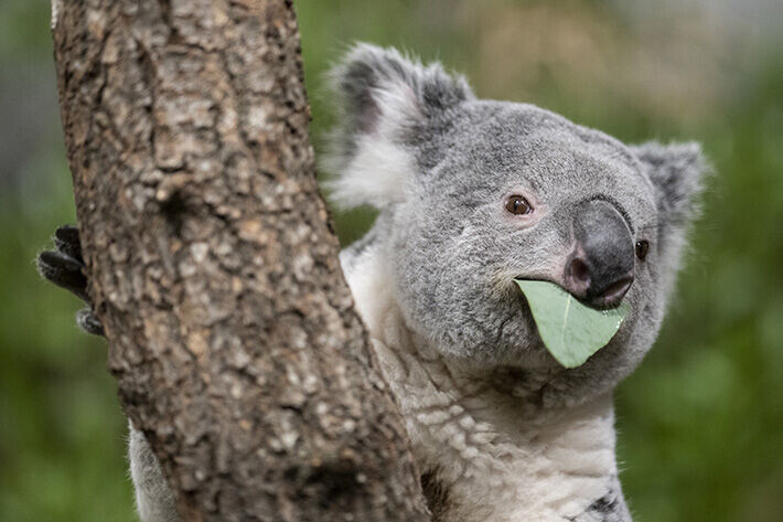 Koala eli phascolarctos cinereus on kasvissyöjä, joka mussuttaa eukalyptuksen lehtiä ravinnokseen. Tämä Tarni-koala asustelee Zürichissa, Sveitsissä. Australialainen pussieläin on uhanalaisuusluokitukseltaan vaarantunut. Koala