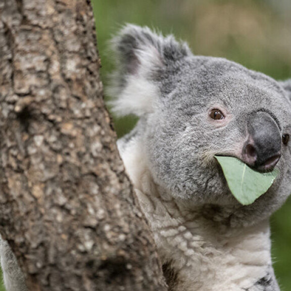 Koala eli phascolarctos cinereus on kasvissyöjä, joka mussuttaa eukalyptuksen lehtiä ravinnokseen. Tämä Tarni-koala asustelee Zürichissa, Sveitsissä. Australialainen pussieläin on uhanalaisuusluokitukseltaan vaarantunut. Koala