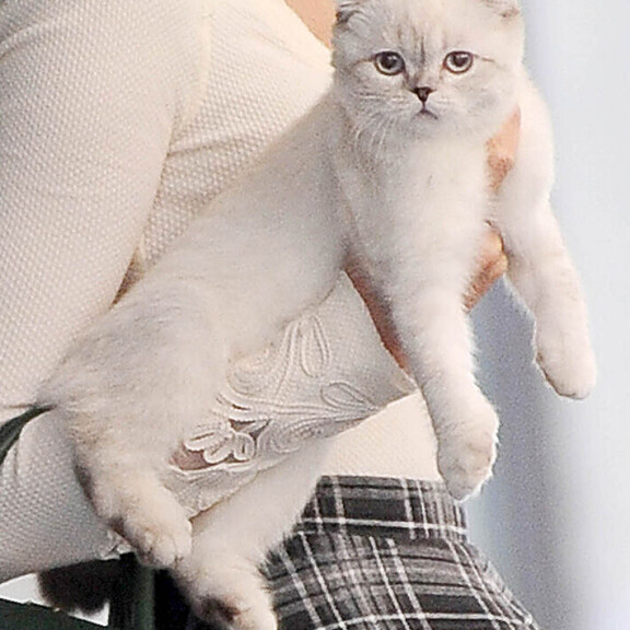 Mitä ihmettä? Taylor Swiftin kissan omaisuus on lähes 92 miljoonaa euroa Olivia Benson