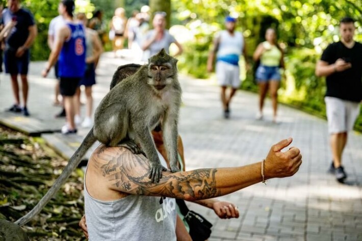 Ubudin apinat tykkäävät kiipeillä turistien päällä. Apina