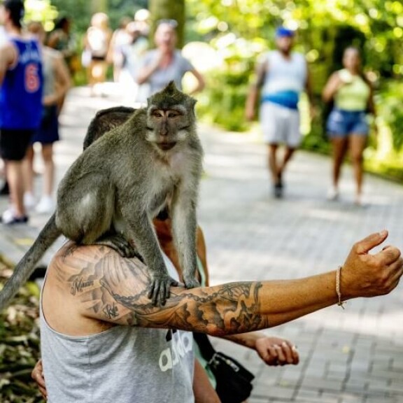 Ubudin apinat tykkäävät kiipeillä turistien päällä. Apina