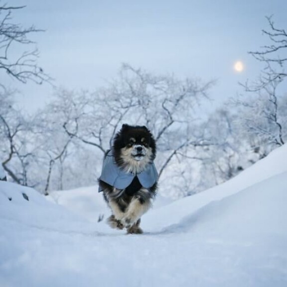 Koko kansan suosikkihauva Äijä-koira jäi erossa Akille. Se toi erämiehelle lohtua. Koko kansan suosikkihauva Äijä-koira jäi erossa Akille. Se toi erämiehelle lohtua.