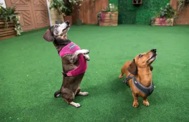 Eroahdistuksesta kärsivä mäyräkoirapari etsii kotia – asiantuntija epäileväinen