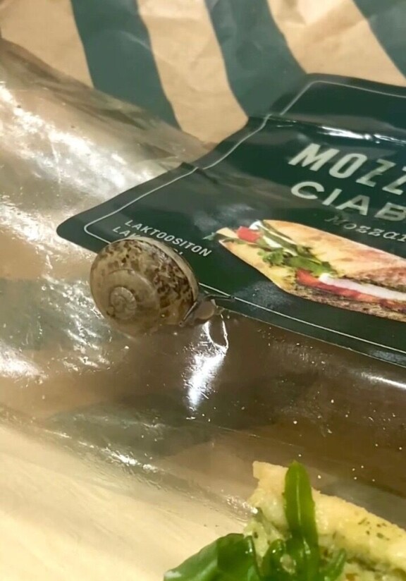 Etana pyöritteli kiinnostuneena tuntosarviaan.