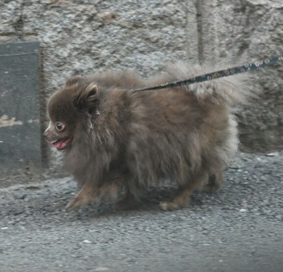 Pööröinen pomerian on yksi neljästä Johannan koirasta.