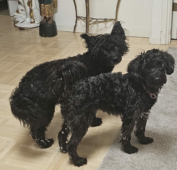Vuoden ikäinen yorkipoo Lacu (vas.) ja 13-vuotias maltipoo Mini ovat Meijun silmäteriä.