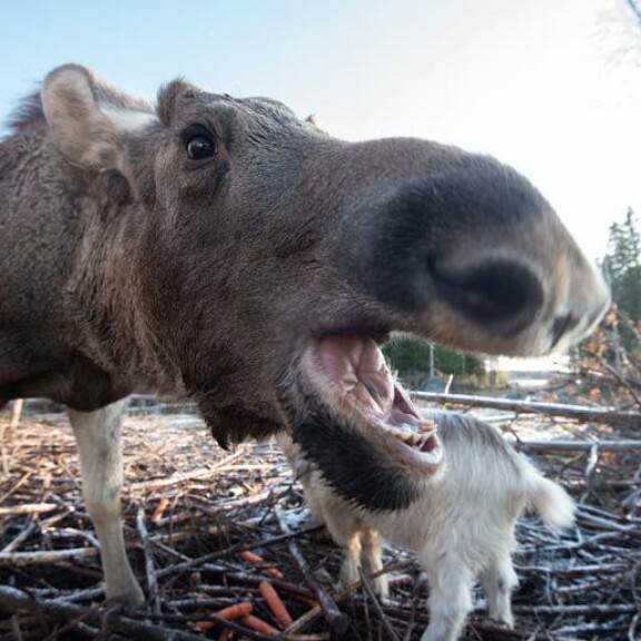 Urho komentaa Markkua antamaan maitoa. Urho komentaa Markkua antamaan maitoa.