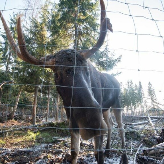Metsästysaikaan Markku ei voi päästää hirviä kuljeskelemaan täysin vapaasti. Metsästysaikaan Markku ei voi päästää hirviä kuljeskelemaan täysin vapaasti.