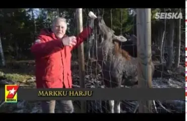”Vaimon Arabia-astiat säpäleiksi!” Villieläimiä hoitavan Markun kotivasa Urho on kuin koira – kuvat ja video!