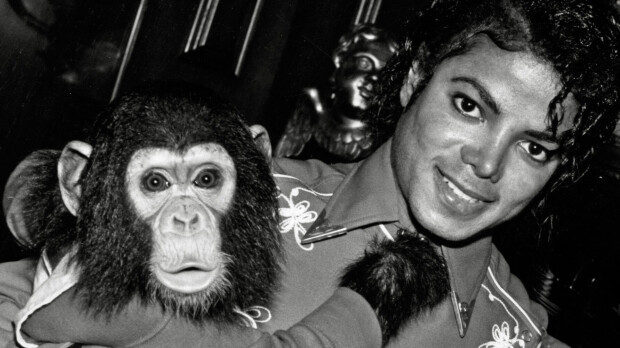 Tiesitkö? Michael Jacksonin lemmikkisimpanssi on yhä elossa – täytti 42 vuotta