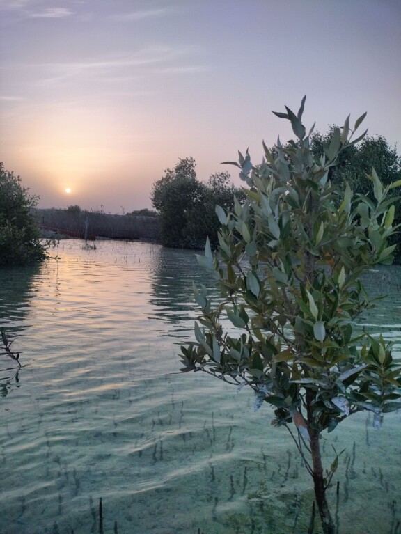 Mangrovemetsän auringonlasku on erityinen kokemus.