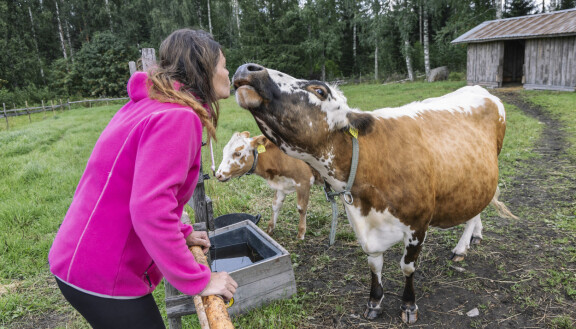 Eija Kantola hoitaa farmilla lypsämisen.