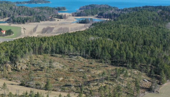 Etualalla Aten hakkuualuetta ja taustalla naapureiden tervettä metsää.