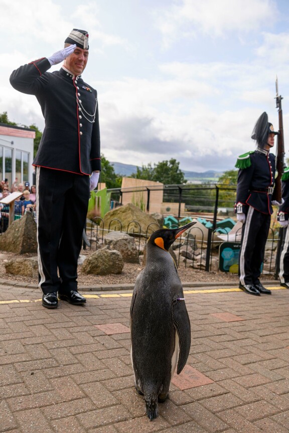 Vuoden 2023 ylennyksen yhteydessä Nils Olav III:n tehtävä oli tarkastaa Norjan kuninkaallisen kaartin 50 sotilasta.