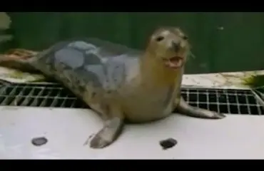 Tutkijat opettivat hylkeen laulamaan: tältä kuulostaa Tuiki tuiki tähtönen - video!!