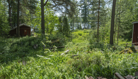Katjan mökin piha oli villiintynyt.